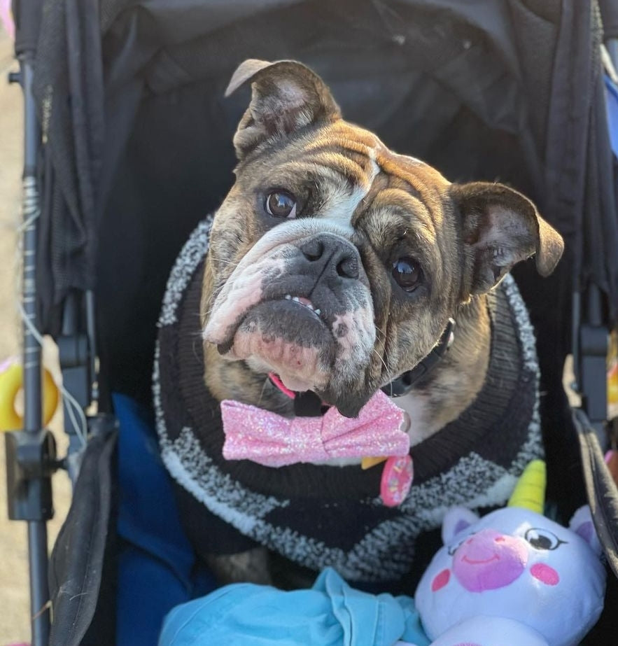 A bulldog looking curious in a stroller, wearing a light pink glitter bow and donut resin tag from Inspired Instinct.