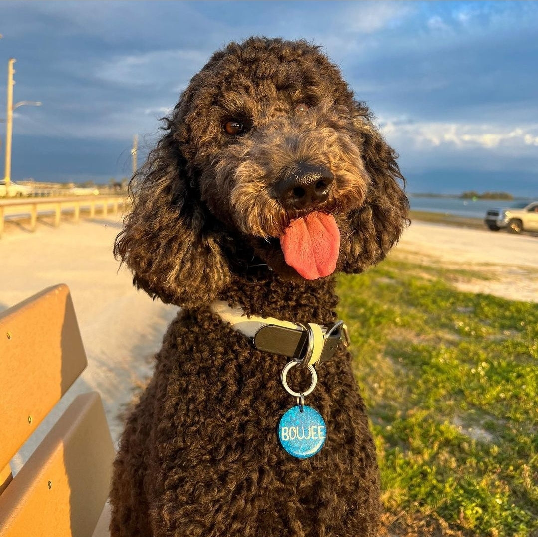Black poodle sitting on a bench at a beach wearing a deep blue glitter resin tag from Inspired Instinct.