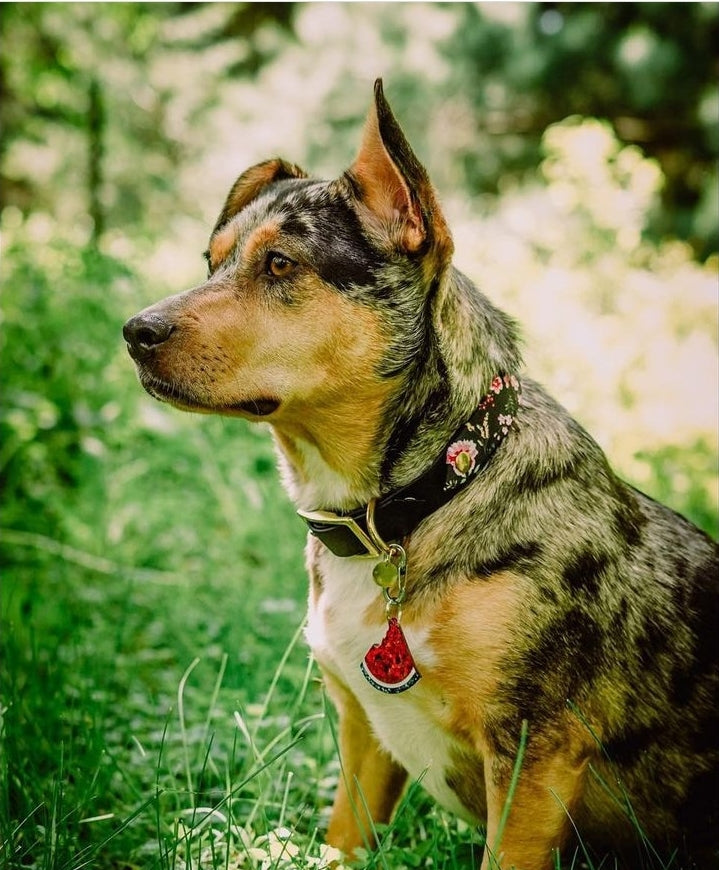 Blue merle cattle dog pitbull mix looks into the woods, wearing a glitter watermelon slice shaped resin tag from Inspired Instinct..