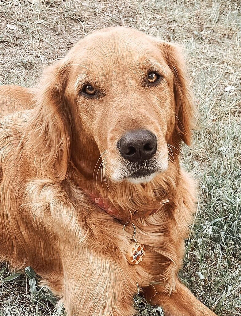 A golden retriever laying down outside looking at the camera and wearing a resin waffle tag that says "Maple".