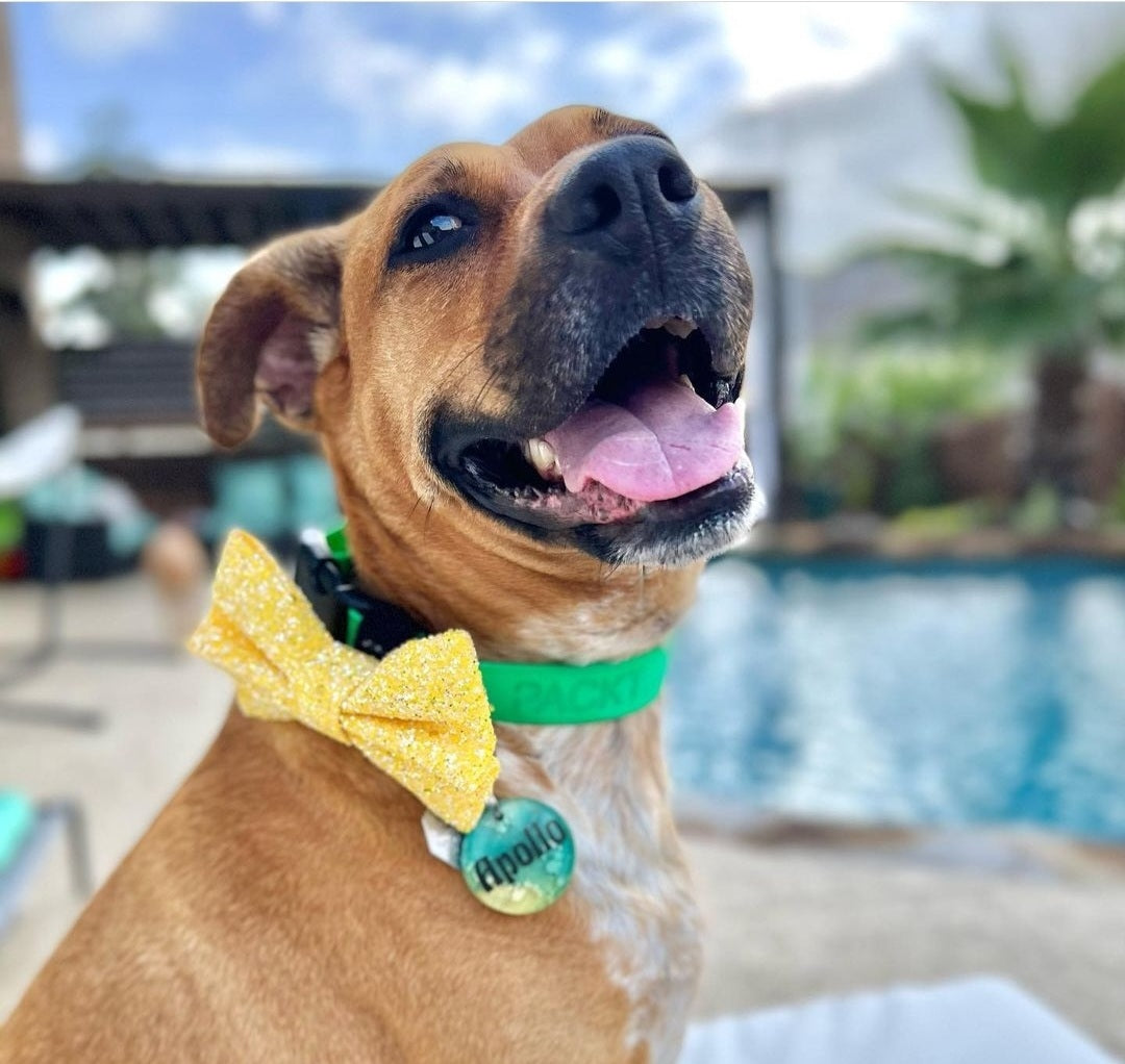 A large mixed breed dog with a big smile sitting by a pool, wearing a bright lemon yellow glitter bow.