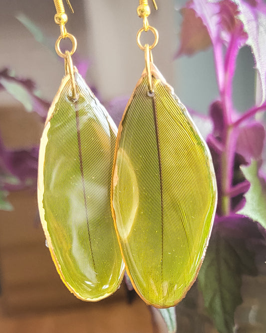 Macaw Feather Earrings