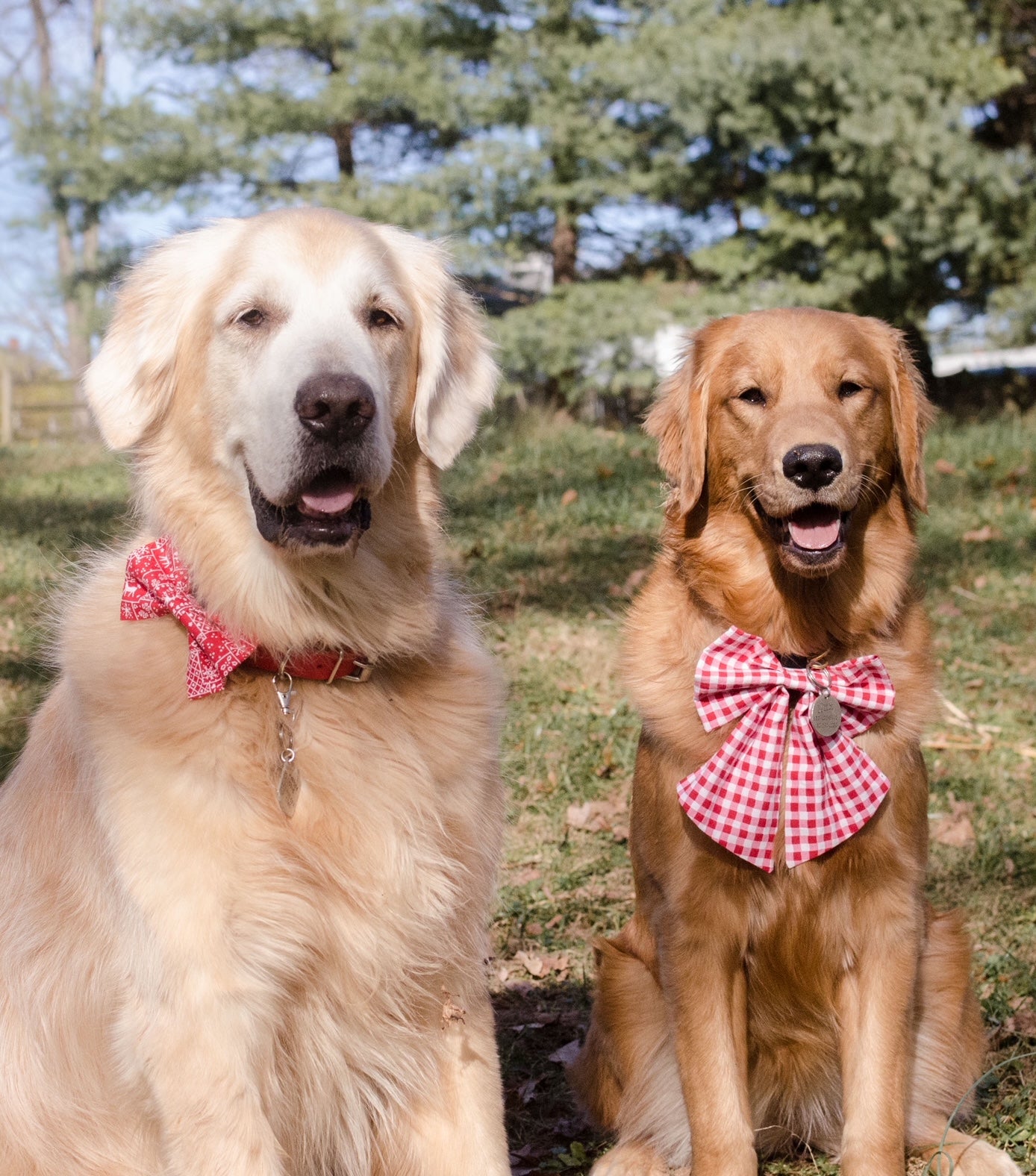 Two golden retrievers sitting outside wearing bows from Inspired Instinct, on the left the larger and lighter colored golden wears a classic red holiday bowtie and on the right the smaller golden wears an XL holiday sailor bow.