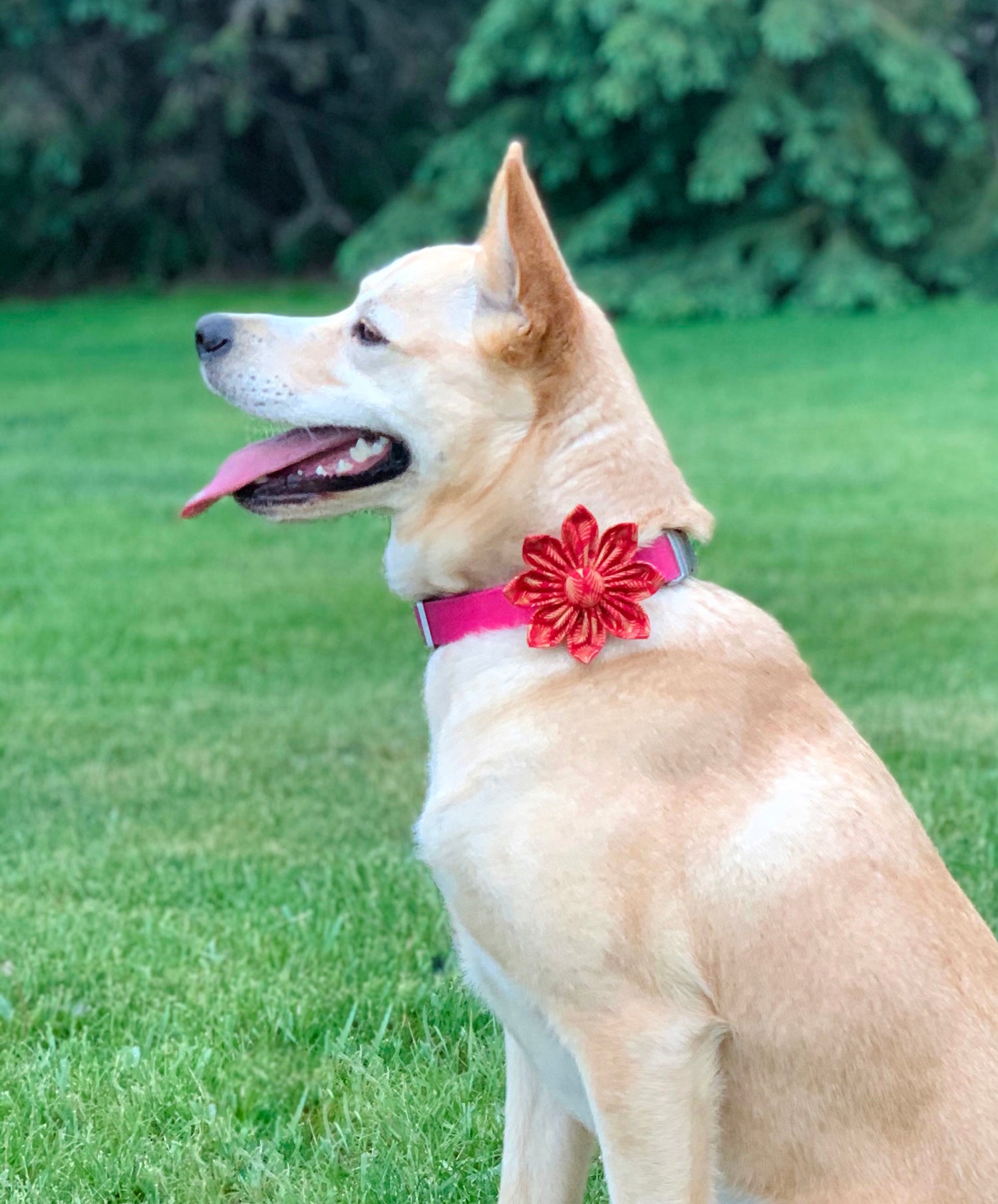 Profile view of a medium sized light tan mix breed dog wearing a bright red flower from Inspired Instinct.