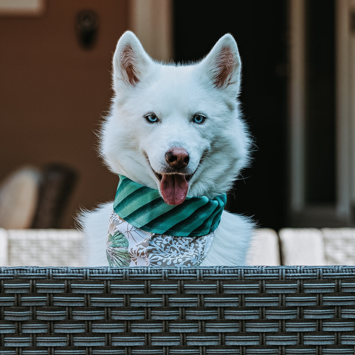 White husky with blue eyes peeking over a bench, wearing teal striped and seafoam shells prints reversible bandana from Inspired Instinct.