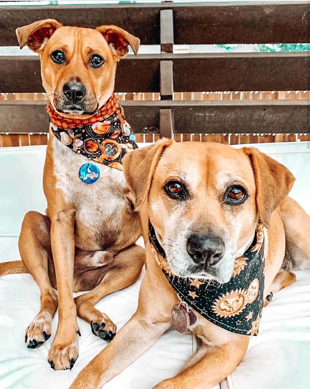 Two mixed breed tan and white dogs look intently into the camera, wearing celestial print bandanas with coordinating resin tags.