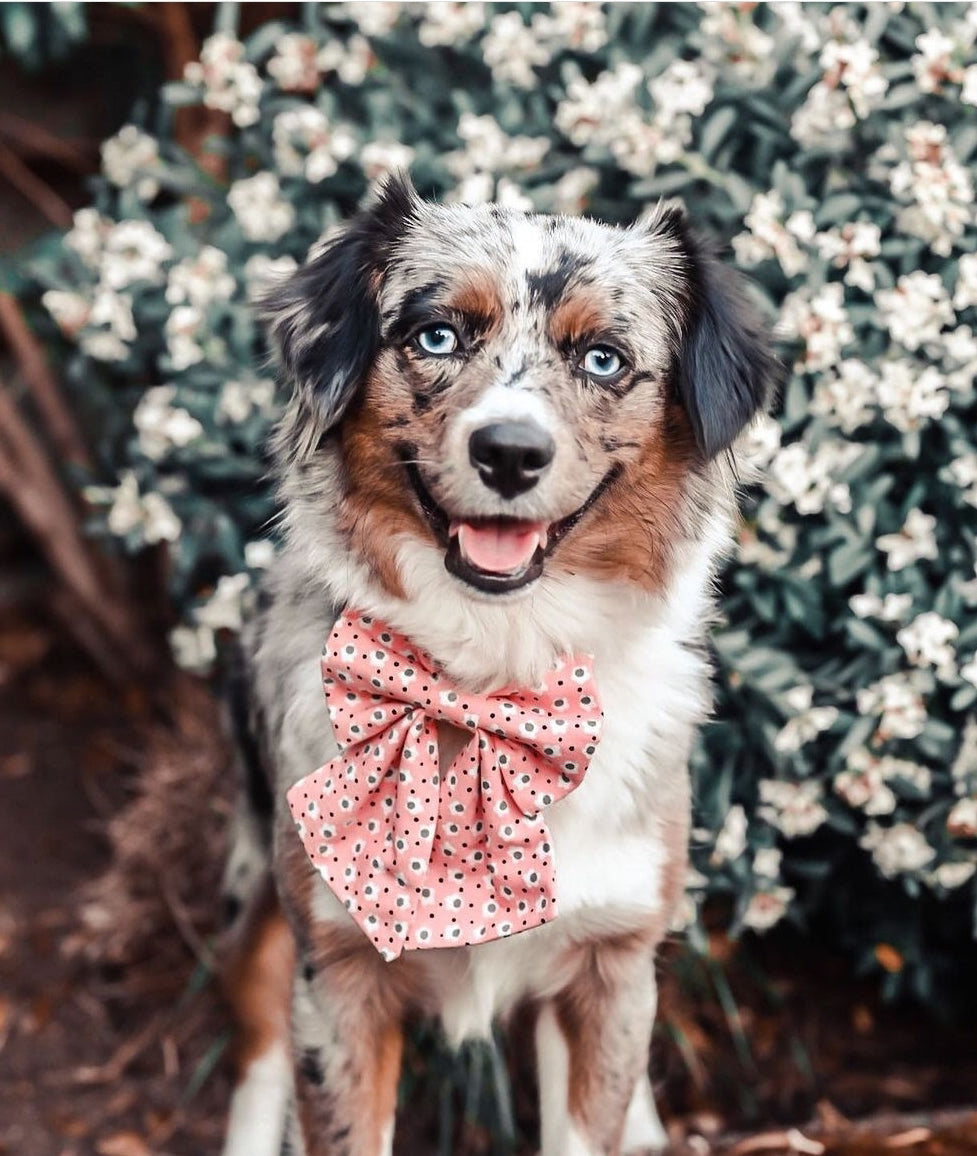 Miniature Australian shepherd sitting outside wearing a pink floral print sailor bow.