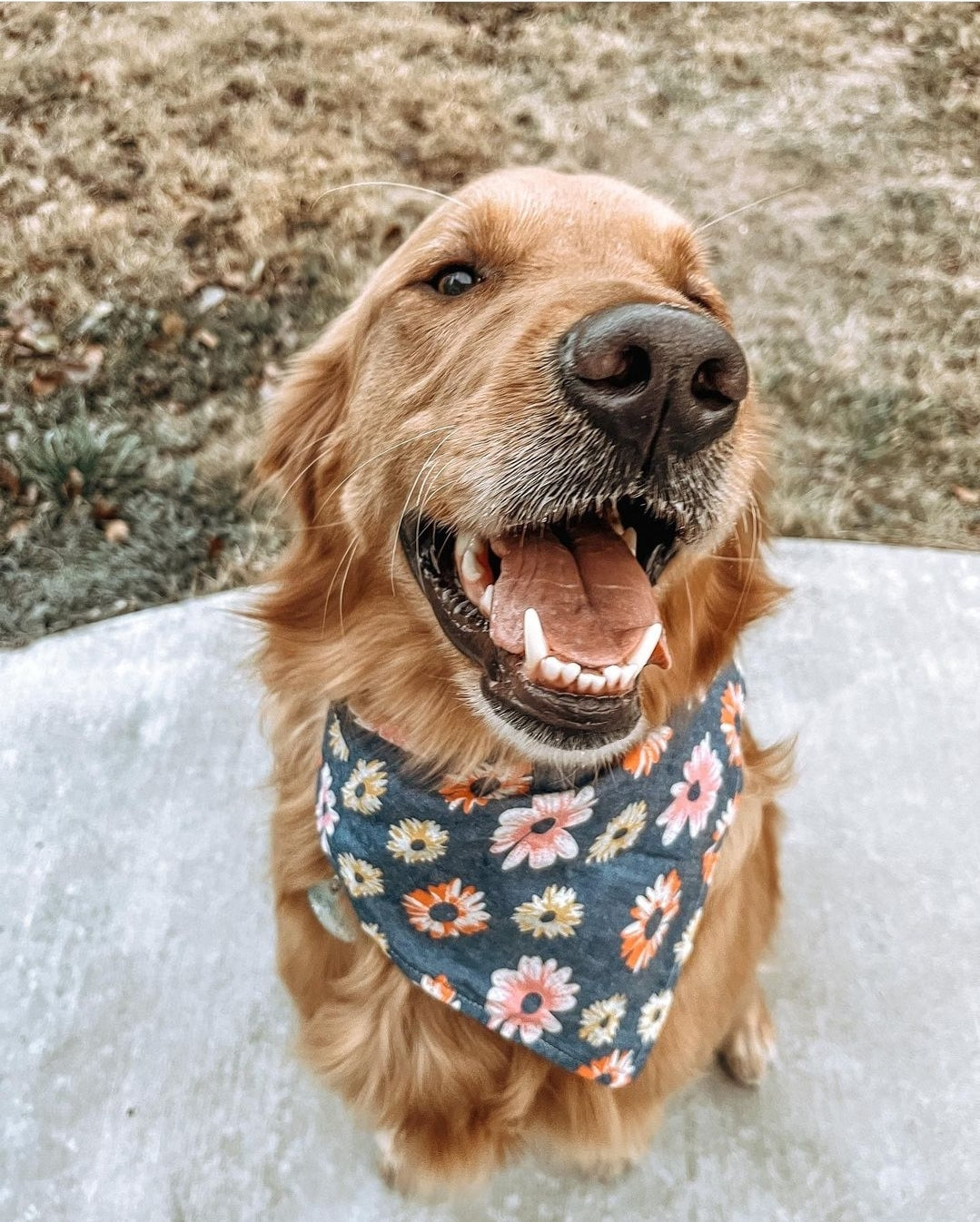 Golden retriever with a big smile looking up at camera, wearing retro daisy print chambray bandana from Inspired Instinct.
