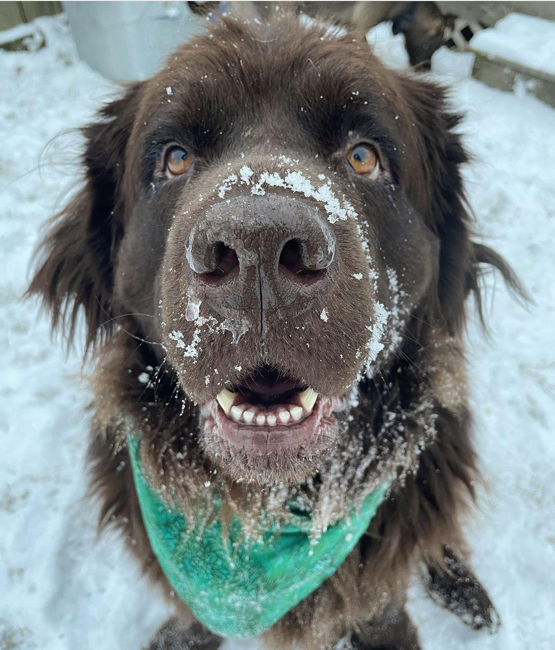 Dark chocolate brown Newfoundland looking up at camera with a sweet little smile, wearing an aqua green bandana by Inspired Instinct.