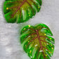 Glam Green Monstera Leaves