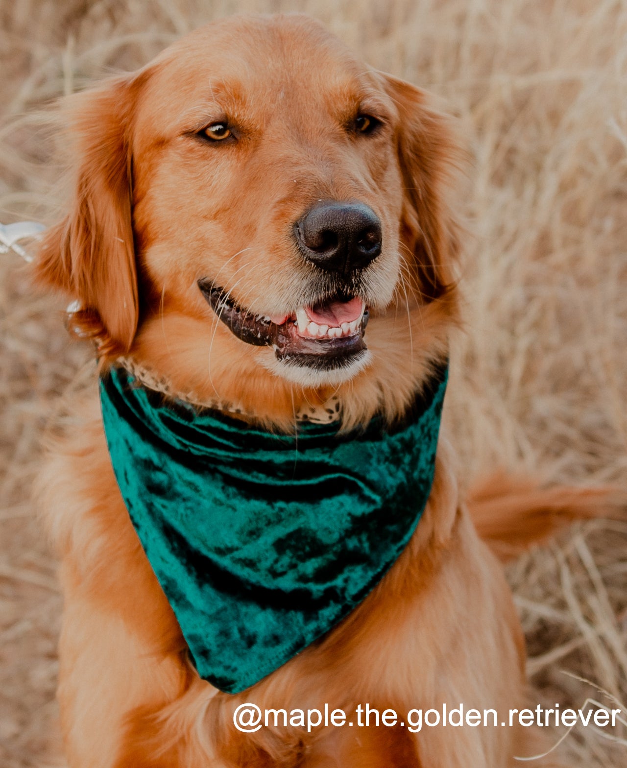 Velvet dog sale bandana